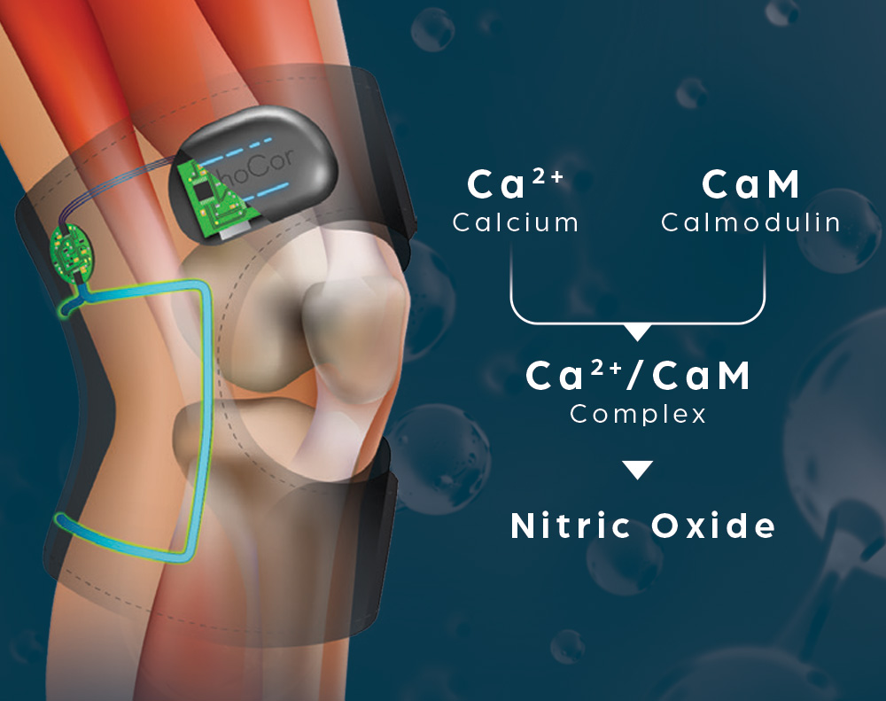 a graphic of a person wearing an Active Systems device around their knee showing Calcium and Calmodulin/Nitric Oxide